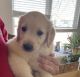Golden Retriever Puppies for sale in Westerville, OH, USA. price: $1,000