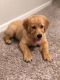 Golden Retriever Puppies for sale in Chicago, IL, USA. price: $500