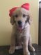 Golden Retriever Puppies for sale in San Jacinto, CA 92582, USA. price: NA