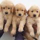 Golden Retriever Puppies for sale in Atlanta, GA, USA. price: $650