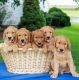 Golden Retriever Puppies for sale in Calgary, AB, Canada. price: NA