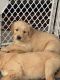 Golden Retriever Puppies for sale in Madera, CA, USA. price: NA