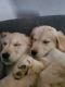Golden Retriever Puppies for sale in South Bend, IN, USA. price: $800
