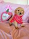 Golden Retriever Puppies for sale in Gazelle, CA, USA. price: NA