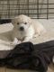 Golden Retriever Puppies for sale in Beaumont, CA, USA. price: $3,000