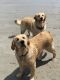 Golden Retriever Puppies for sale in Plymouth, MA, USA. price: $1,500