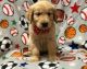 Golden Retriever Puppies for sale in Georgetown Heights Dr, Georgetown, TX 78628, USA. price: $735