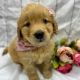Golden Retriever Puppies for sale in Sugarcreek, OH 44681, USA. price: $1,195