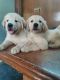 Golden Retriever Puppies for sale in Balaraman Garden Salai, Parthasarathy Nagar, Manapakkam, Chennai, Tamil Nadu 600125, India. price: 20000 INR