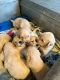 Golden Retriever Puppies for sale in Visakhapatnam, Andhra Pradesh, India. price: 38000 INR