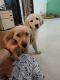 Golden Retriever Puppies for sale in Delhi, India. price: 10000 INR