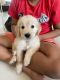 Golden Retriever Puppies for sale in Yapral, Secunderabad, Telangana, India. price: NA