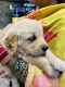 Golden Retriever Puppies for sale in Jalandhar, Punjab, India. price: 18000 INR