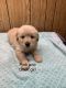 Golden Retriever Puppies for sale in Leopold, MO, USA. price: $750