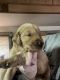 Golden Retriever Puppies for sale in New Caney, TX 77357, USA. price: $700