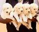 Golden Retriever Puppies for sale in Tumakuru, Karnataka, India. price: 20000 INR