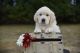 Golden Retriever Puppies for sale in 1165 Pleasant Hill Church Rd, Taylorsville, NC 28681, USA. price: NA