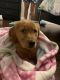 Golden Retriever Puppies for sale in Largo, FL 33777, USA. price: $1,600