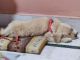 Golden Retriever Puppies for sale in Moradabad, Uttar Pradesh, India. price: 20000 INR