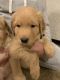 Golden Retriever Puppies for sale in Thousand Oaks, CA, USA. price: $2,200