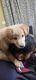 Golden Retriever Puppies for sale in Dwarka, New Delhi, Delhi, India. price: 9000 INR