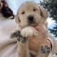 Golden Retriever Puppies for sale in West Haven, UT, USA. price: $1,500