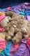 Golden Retriever Puppies for sale in Moreno Valley, CA, USA. price: NA