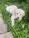 Golden Retriever Puppies for sale in San Mateo, CA, USA. price: $1,900