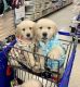Golden Retriever Puppies for sale in Port Huron, MI, USA. price: NA