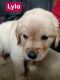 Golden Retriever Puppies for sale in 10180 W 67 Hwy, Redkey, IN 47373, USA. price: $950