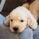 Golden Retriever Puppies for sale in Berea, KY, USA. price: $1,500