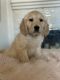 Golden Retriever Puppies for sale in Hesperia, CA 92344, USA. price: $1,100