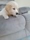 Golden Retriever Puppies for sale in Carmel-By-The-Sea, CA 93923, USA. price: $1,900