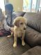 Golden Retriever Puppies for sale in Roseville, CA, USA. price: $750