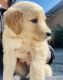 Golden Retriever Puppies for sale in Norco, CA 92860, USA. price: $1,500