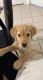 Golden Retriever Puppies for sale in Lehigh Acres, FL, USA. price: NA