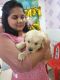 Golden Retriever Puppies for sale in Gokul Twp, Virar West, Virar, Maharashtra 401303, India. price: 20000 INR