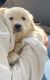 Golden Retriever Puppies for sale in Faridabad, Haryana, India. price: 16000 INR
