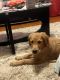 Golden Retriever Puppies for sale in Holyoke, MA, USA. price: $2,700