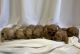 Golden Retriever Puppies for sale in Muskogee, OK, USA. price: $1,200