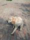 Golden Retriever Puppies for sale in Aligarh, Uttar Pradesh, India. price: 16000 INR