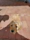Golden Retriever Puppies for sale in Peoria, AZ, USA. price: $800