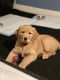 Golden Retriever Puppies for sale in Alexandria, VA, USA. price: $1,600