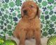 Golden Retriever Puppies for sale in 1023 Mineral Springs Rd, Centerville, IN 47330, USA. price: NA