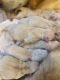 Golden Retriever Puppies for sale in Amelia County, VA, USA. price: $2,500