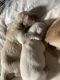 Golden Retriever Puppies for sale in Albuquerque, NM, USA. price: $950