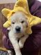 Golden Retriever Puppies for sale in Gray Court, SC 29645, USA. price: $1,000