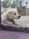 Golden Retriever Puppies for sale in Bhopal, Madhya Pradesh, India. price: 22000 INR