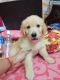 Golden Retriever Puppies for sale in Shalimar, Howrah, West Bengal 711103, India. price: NA