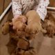 Golden Retriever Puppies for sale in Berea, KY, USA. price: $1,200